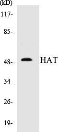 HAT Colorimetric Cell-Based ELISA Kit