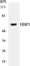 HBP1 Colorimetric Cell-Based ELISA Kit