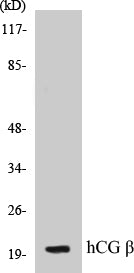 hCG beta Colorimetric Cell-Based ELISA Kit