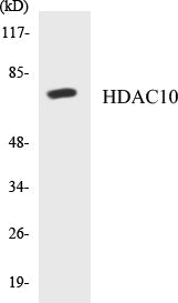 HDAC10 Colorimetric Cell-Based ELISA Kit