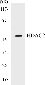 HDAC2 Colorimetric Cell-Based ELISA Kit