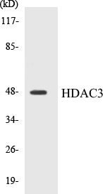 HDAC3 Colorimetric Cell-Based ELISA Kit