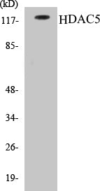 HDAC5 Colorimetric Cell-Based ELISA Kit