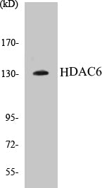 HDAC6 Colorimetric Cell-Based ELISA Kit
