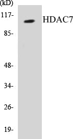 HDAC7 Colorimetric Cell-Based ELISA Kit