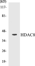 HDAC8 Colorimetric Cell-Based ELISA Kit