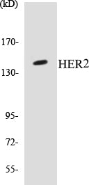 HER2 Colorimetric Cell-Based ELISA Kit