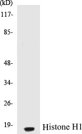 Histone H1 Colorimetric Cell-Based ELISA Kit