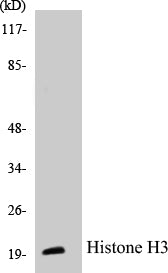 Histone H3 Colorimetric Cell-Based ELISA Kit