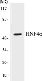 HNF4alpha Colorimetric Cell-Based ELISA Kit
