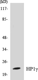 HP1gamma Colorimetric Cell-Based ELISA Kit