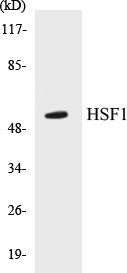 HSF1 Colorimetric Cell-Based ELISA Kit