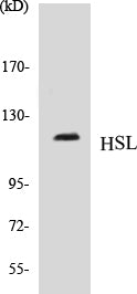 HSL Colorimetric Cell-Based ELISA Kit