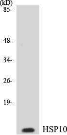 HSP10 Colorimetric Cell-Based ELISA Kit