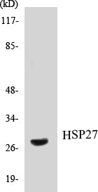 HSP27 Colorimetric Cell-Based ELISA Kit