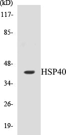 HSP40 Colorimetric Cell-Based ELISA Kit
