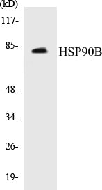 HSP90B Colorimetric Cell-Based ELISA Kit