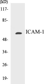 ICAM-1 Colorimetric Cell-Based ELISA Kit