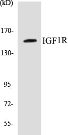 IGF1R Colorimetric Cell-Based ELISA Kit