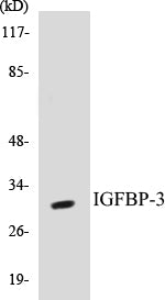 IGFBP-3 Colorimetric Cell-Based ELISA Kit