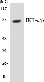 IKK-alpha/beta Colorimetric Cell-Based ELISA Kit