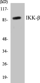 IKK-beta Colorimetric Cell-Based ELISA Kit