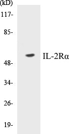 IL-2Ralpha Colorimetric Cell-Based ELISA Kit