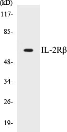 IL-2Rbeta Colorimetric Cell-Based ELISA Kit