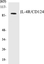IL-4R/CD124 Colorimetric Cell-Based ELISA Kit