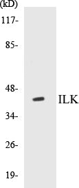 ILK Colorimetric Cell-Based ELISA Kit