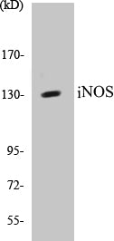iNOS Colorimetric Cell-Based ELISA Kit