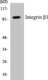 Integrin beta1 Colorimetric Cell-Based ELISA Kit
