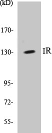 IR Colorimetric Cell-Based ELISA Kit