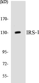 IRS-1 Colorimetric Cell-Based ELISA Kit