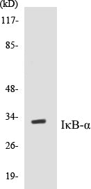 IκB-alpha Colorimetric Cell-Based ELISA Kit