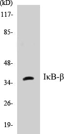 IκB-beta Colorimetric Cell-Based ELISA Kit