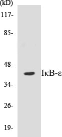 IκB-epsilon Colorimetric Cell-Based ELISA Kit