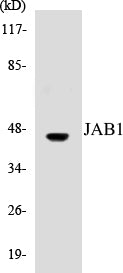 JAB1 Colorimetric Cell-Based ELISA Kit