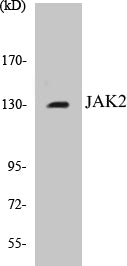 JAK2 Colorimetric Cell-Based ELISA Kit