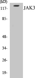 JAK3 Colorimetric Cell-Based ELISA Kit
