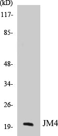 JM4 Colorimetric Cell-Based ELISA Kit