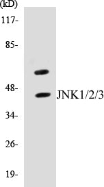JNK1/2/3 Colorimetric Cell-Based ELISA Kit