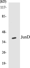 JunD Colorimetric Cell-Based ELISA Kit