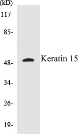 Keratin 15 Colorimetric Cell-Based ELISA Kit