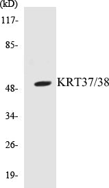 KRT37/38 Colorimetric Cell-Based ELISA Kit