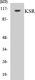 KSR Colorimetric Cell-Based ELISA Kit