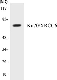Ku70/XRCC6 Colorimetric Cell-Based ELISA Kit