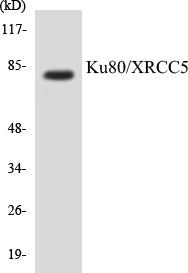 Ku80/XRCC5 Colorimetric Cell-Based ELISA Kit