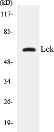Lck Colorimetric Cell-Based ELISA Kit
