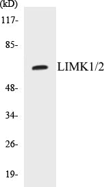LIMK1/2 Colorimetric Cell-Based ELISA Kit